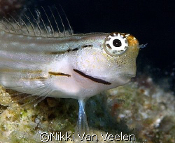 Red sea combtooth blenny taken at campsite 3, Marsa Barei... by Nikki Van Veelen 